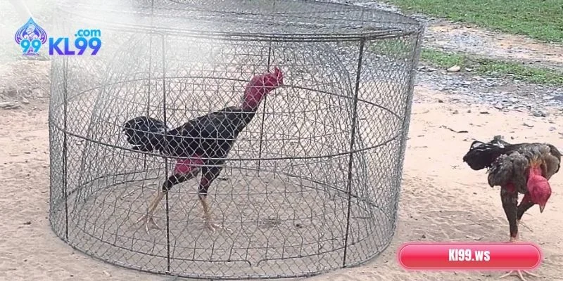 Chạy Lồng Là Gì? Kỹ Thuật Chuẩn Giúp Đạt Thành Tích Tốt 2 Cách chạy lồng chính xác, phát triển tốt nhất