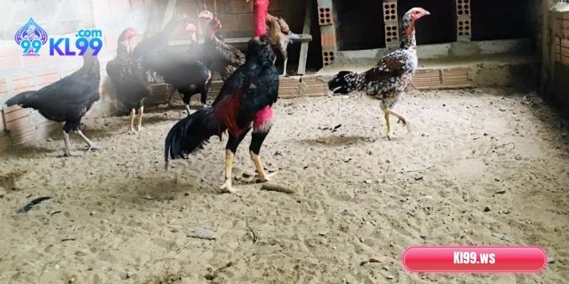 Cách Chăm Sóc Gà Chọi Phát Triển Toàn Diện, Phong Độ 1 Vì sao cần biết cách chăm sóc gà chọi